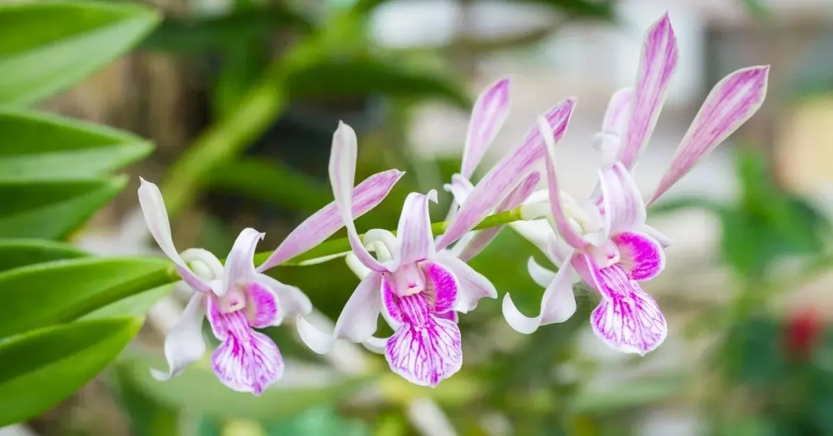 Storczyk dendrobium