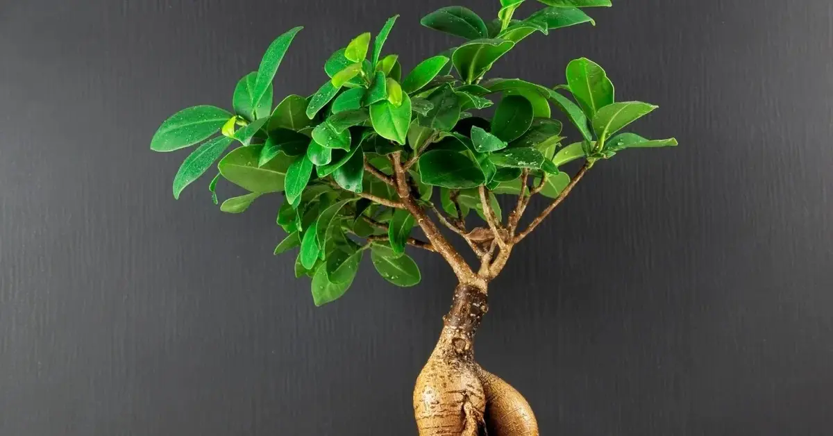 bonsai Ficus microcarpa na ciemnym tle 