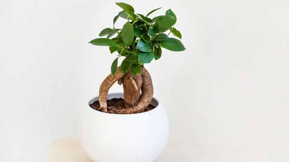 bonsai Ficus microcarpa