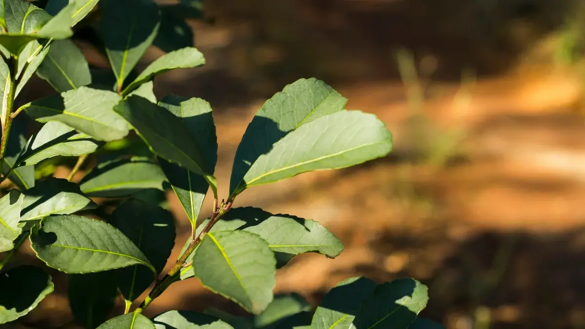 Liście Yerba Mate