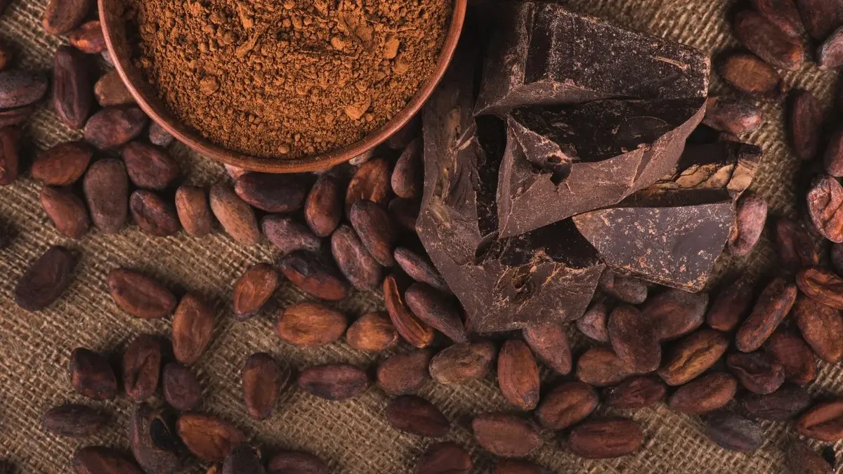kakao w proszku w misce obok rozsypane ziarna kakaowca i gorzka czekolada