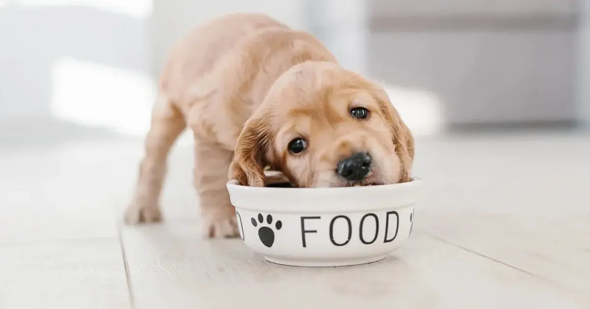 pies je z miski szczeniak spaniel