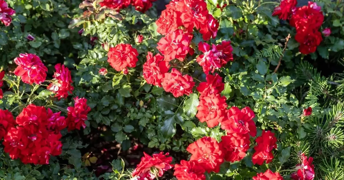 Główne zdjęcie - Marzysz o kolorowym "dywanie" w ogrodzie". Ta odmiana róży zachwyca!