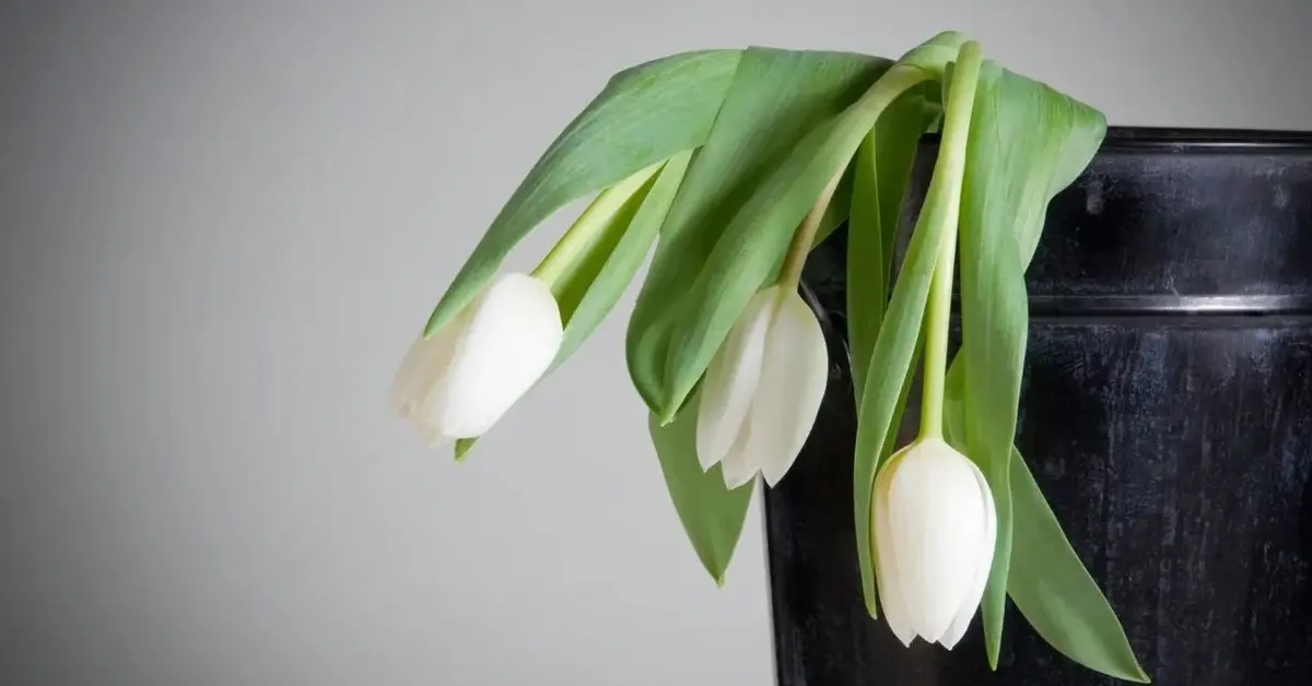 Zwiędnięte tulipany w wazonie