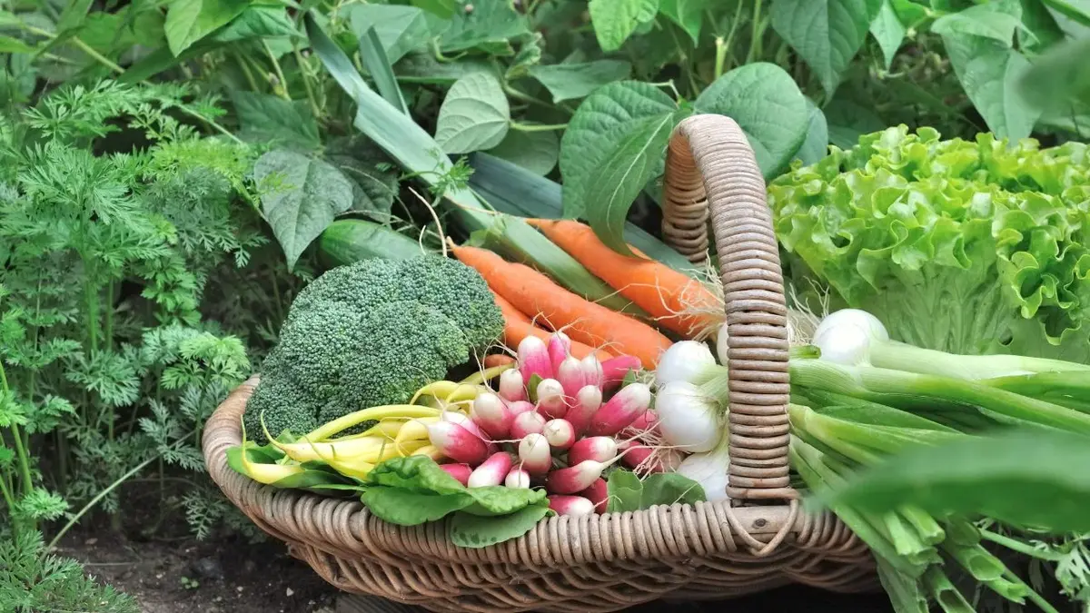 Ogródek warzywny