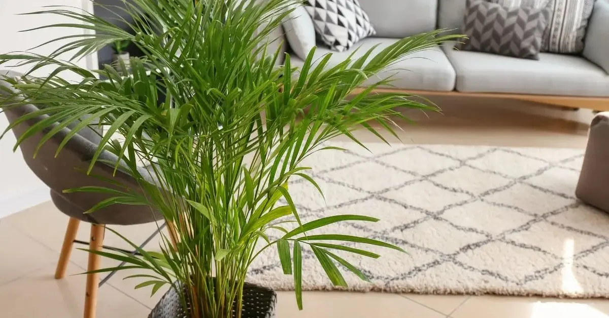 Główne zdjęcie - Namiastka tropików w Twoim domu, czyli, jak hodować palmy? 