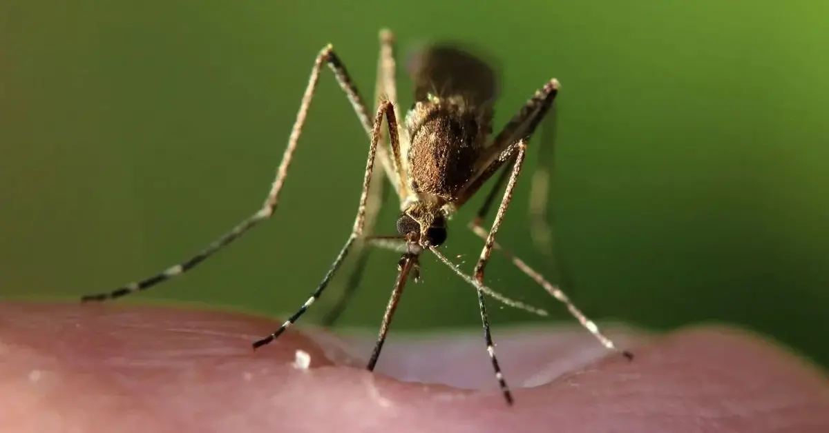 Główne zdjęcie - Oto skuteczny patent na komary i kleszcze w ogrodzie. Dobry odstraszacz!