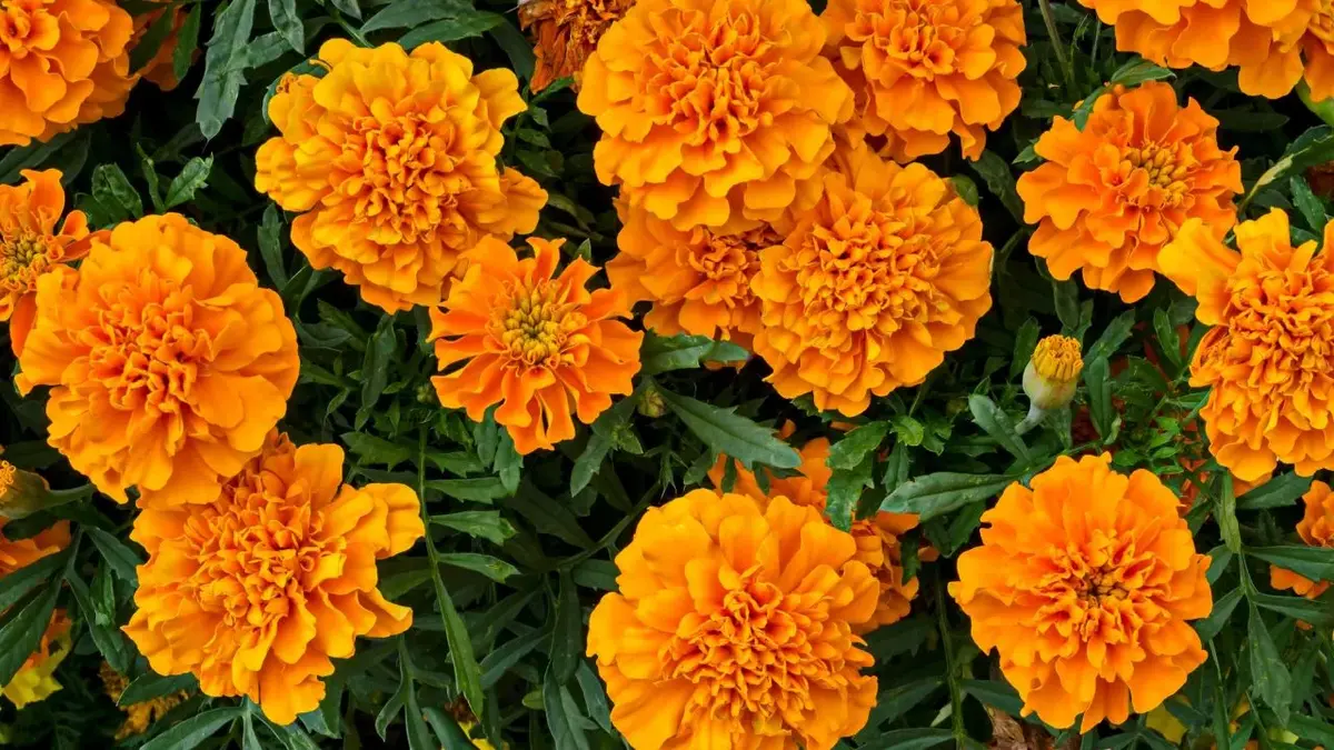 Pomarańczowa Aksamitka w ogrodzie