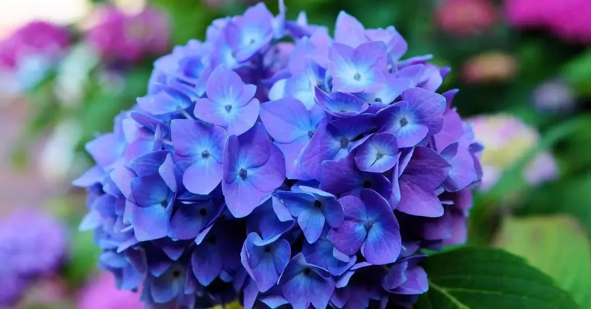 Hortensja niebieska w ogrodzie rozkwita