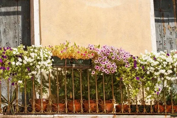 Kwiaty na balkonie