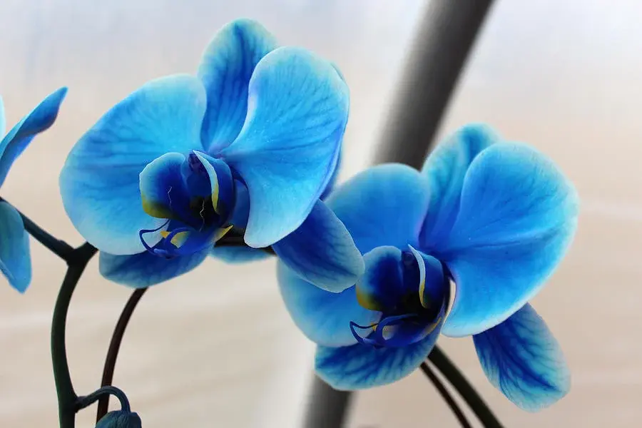 Niebieskie storczyki – co trzeba o nich wiedzieć