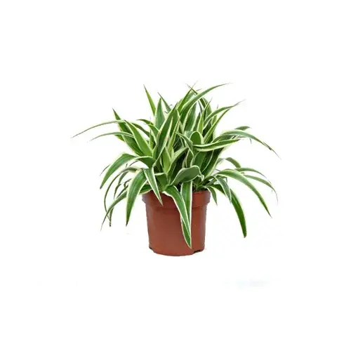 Zielistka – roślina dla każdego