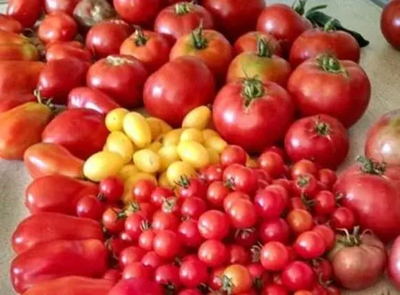 Co przygotować ze świeżych pomidorów?