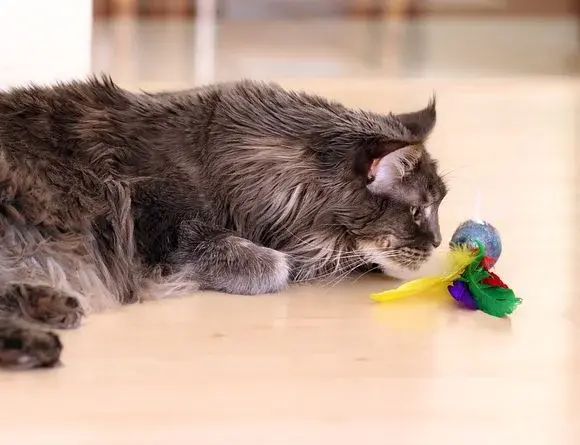 Jak posprzątać sierść po naszym czworonogu?