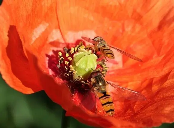 6 skutecznych sposobów na osy