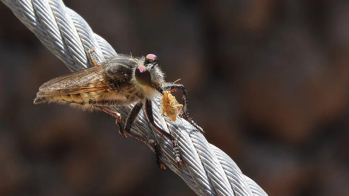Wszy – przykry problem przedszkoli i szkół
