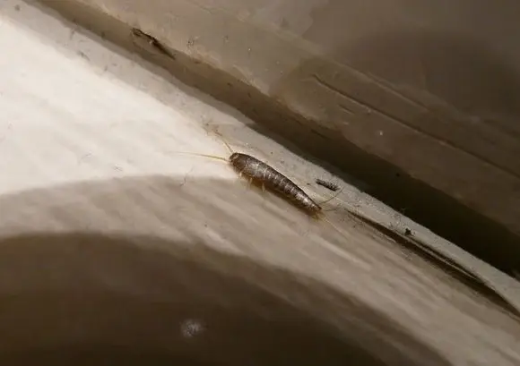 Jak pozbyć się rybików z łazienki i kuchni?