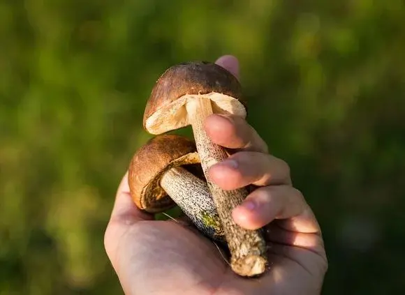 Przepis na zupę ze świeżych grzybów