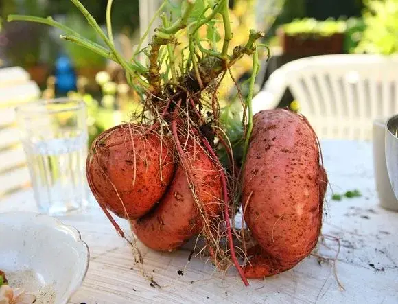 Przepis na aromatyczne faszerowane bataty