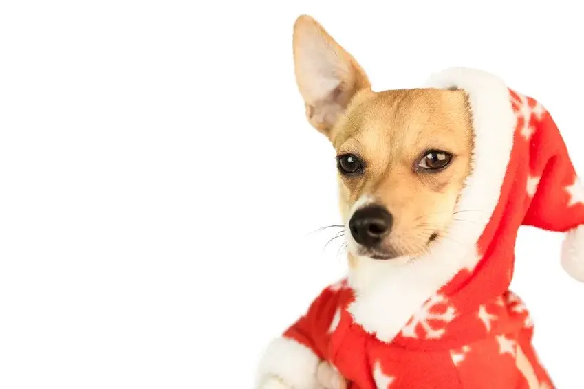 Świąteczni goście i ...pies