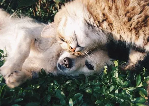 Jak radzić sobie z sierścią po psie lub kocie?