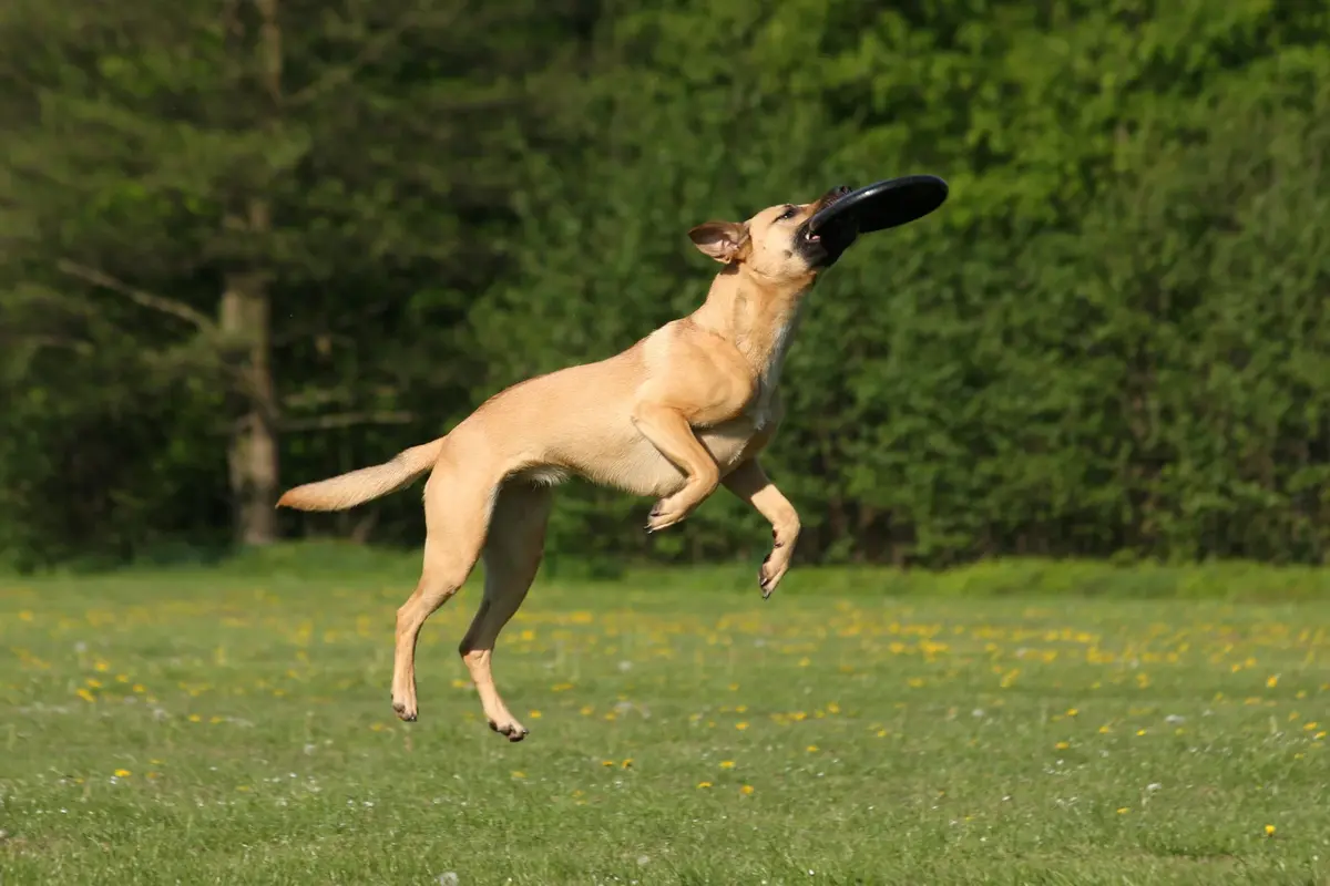 Najpopularniejsze sporty kynologiczne