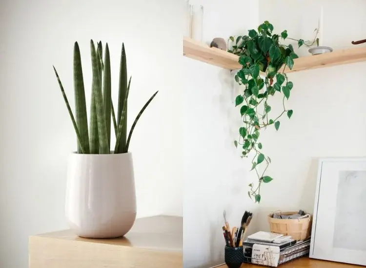 Główne zdjęcie - Te rośliny w Twoim domu wspomogą pokonanie smogu i oczyszczą powietrze!