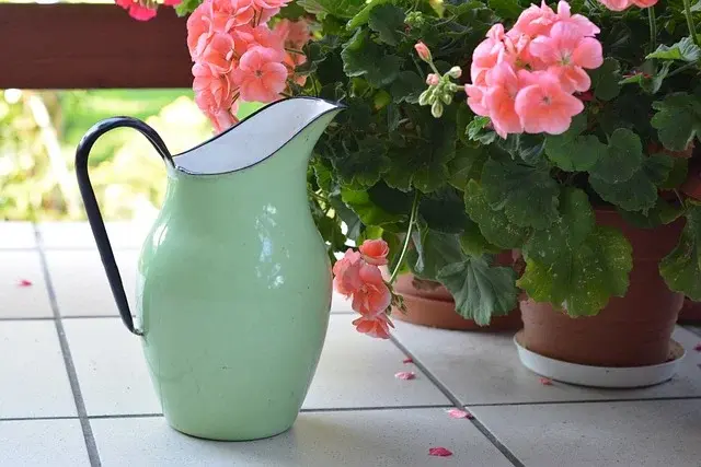 Jak dbać o rośliny doniczkowe?