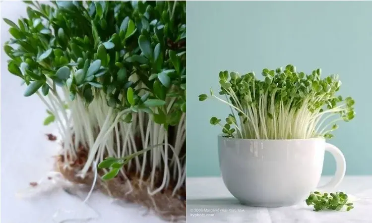 Rzeżucha na Wielkanoc - bogactwo witamin na świątecznym stole. Jak i kiedy siać rzeżuchę?