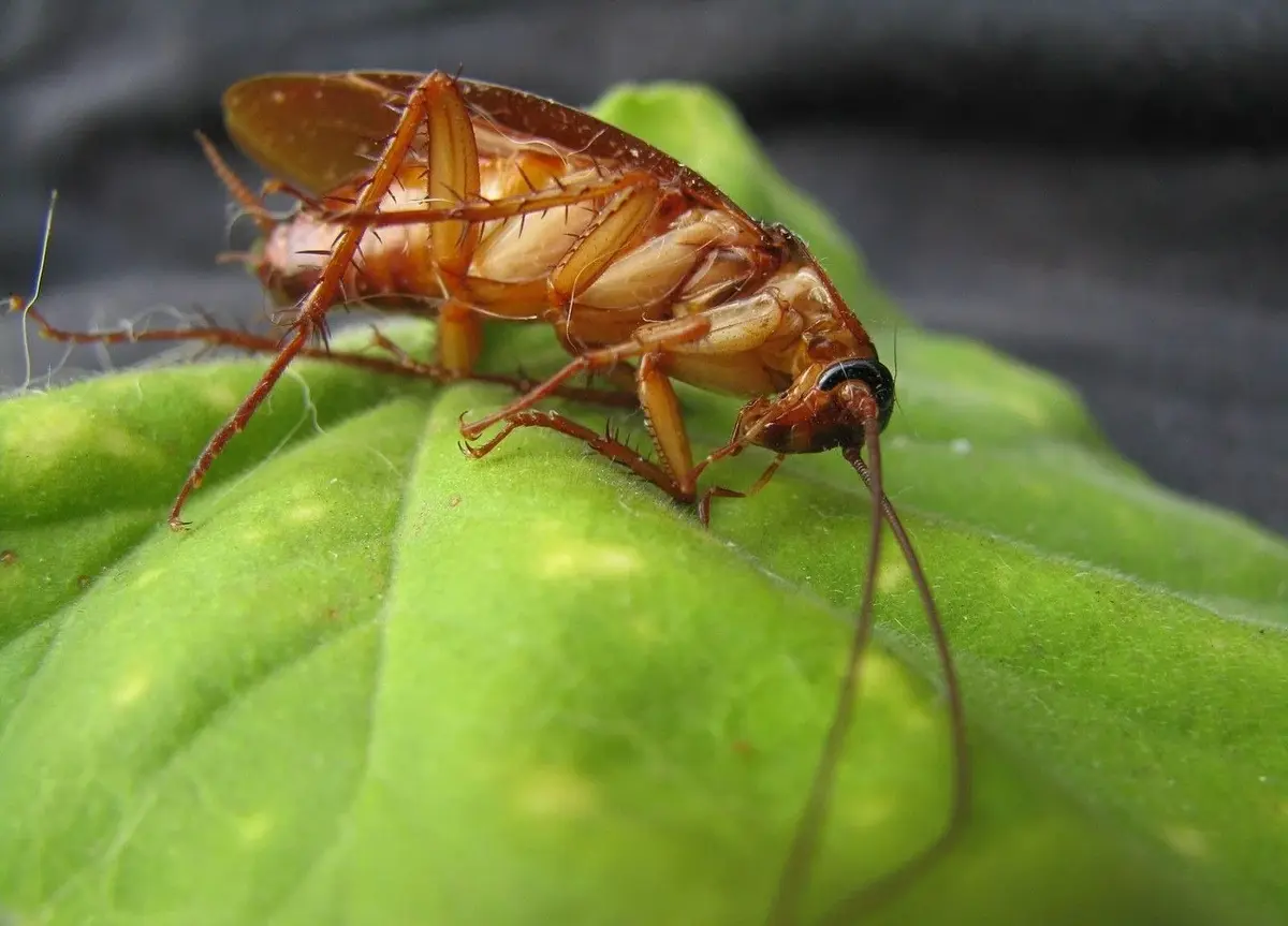 jak się pozbyć karaluchów