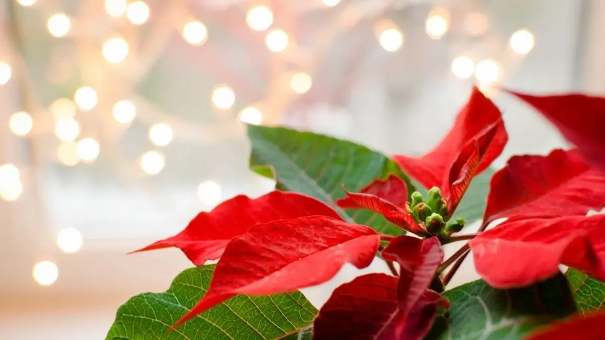 gwiazda betlejemska uprawa