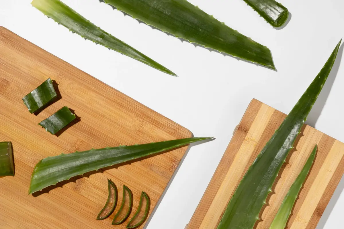 aloes