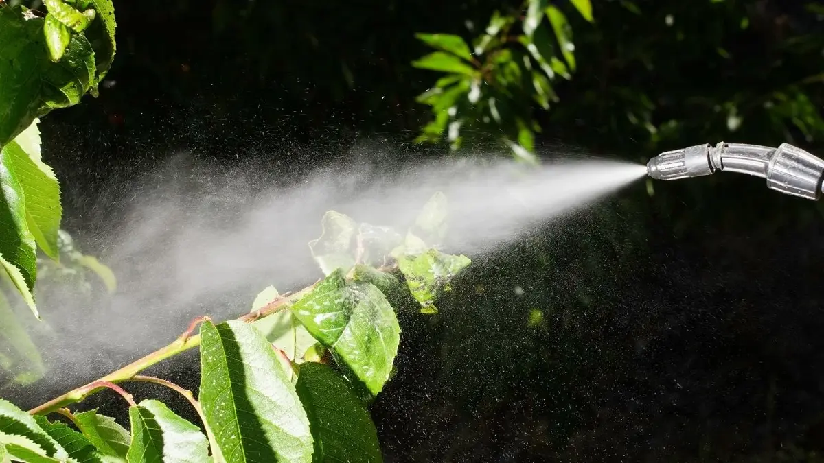 domowe sposoby na mszyce