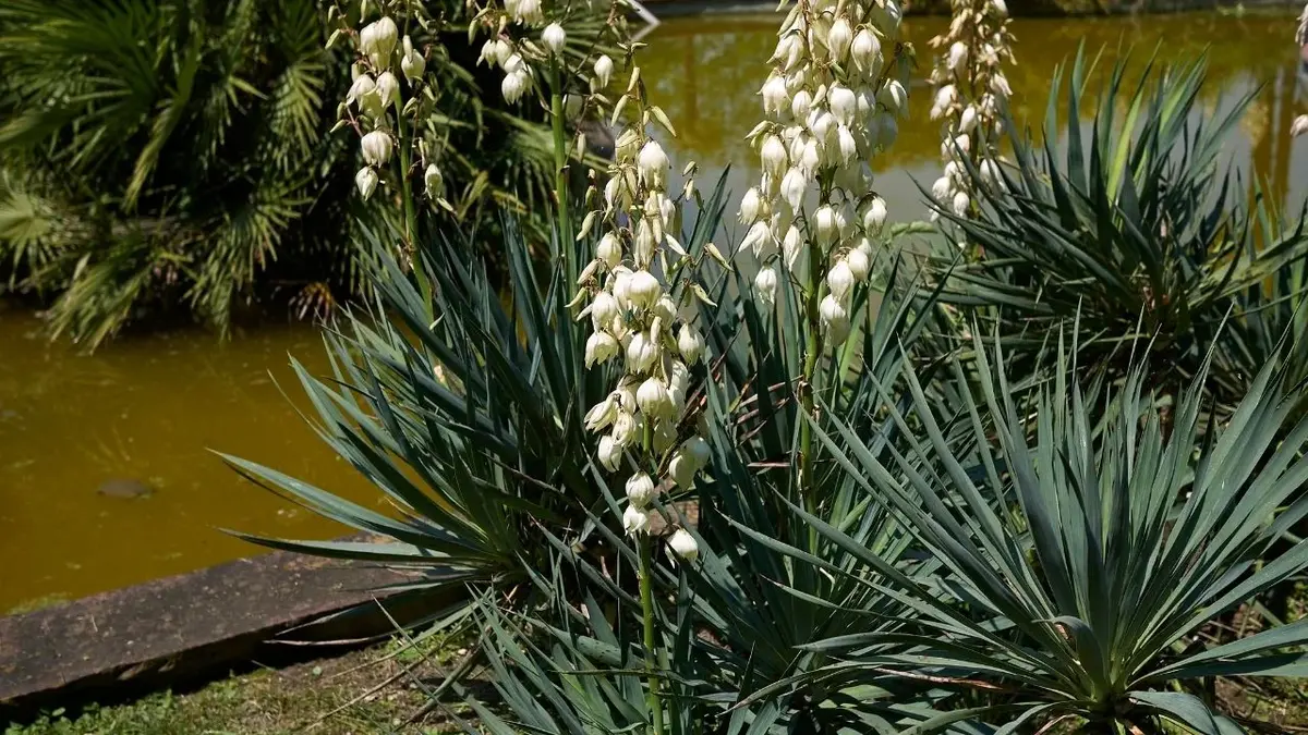 juka ogrodowa z białymi kwiatostanami