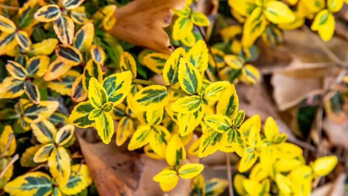 żółta roślina o małych listkach znajdująca się między brązowymi liśćmi na ziemi