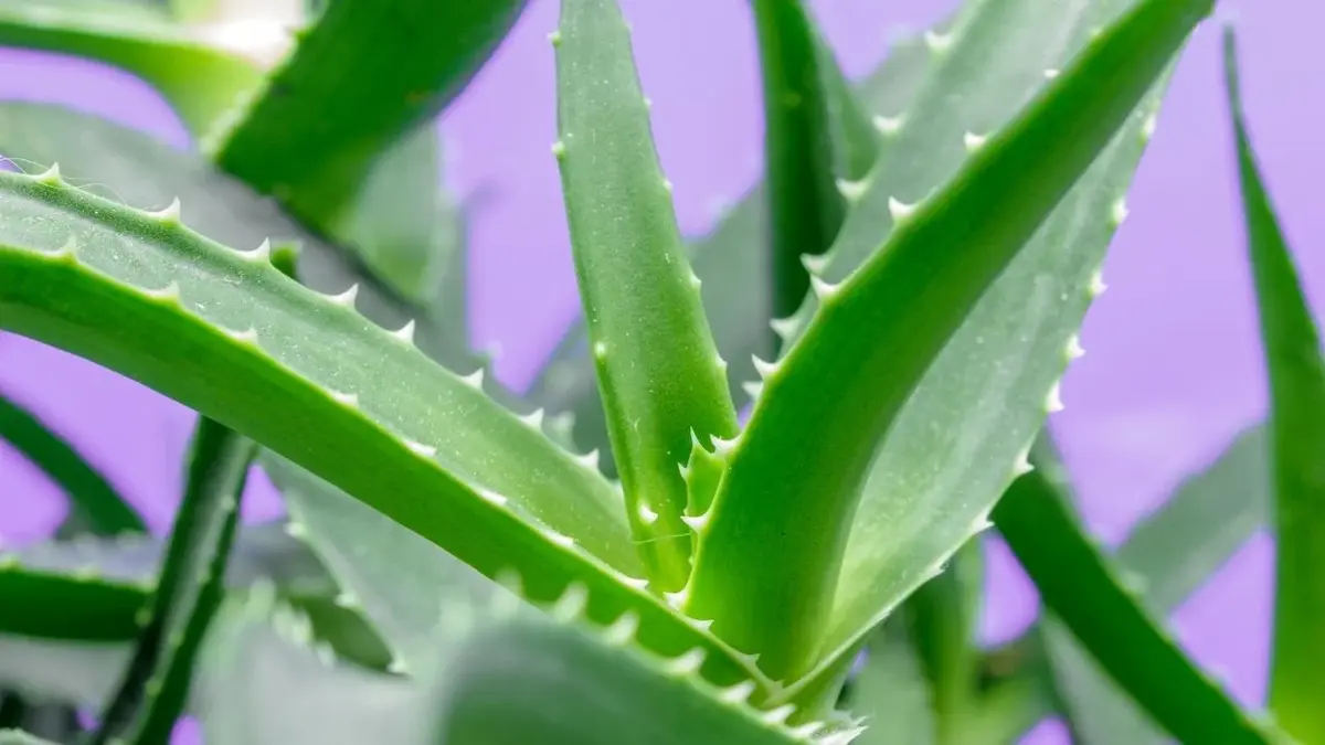 Główne zdjęcie - Aloes drzewiasty – uprawa, rozmnażanie. Jak dbać o aloes w doniczce?