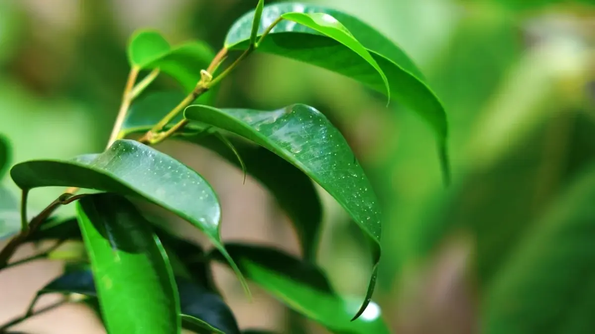 zbliżenie na zielone liście fikusa banjamina zroszone wodą