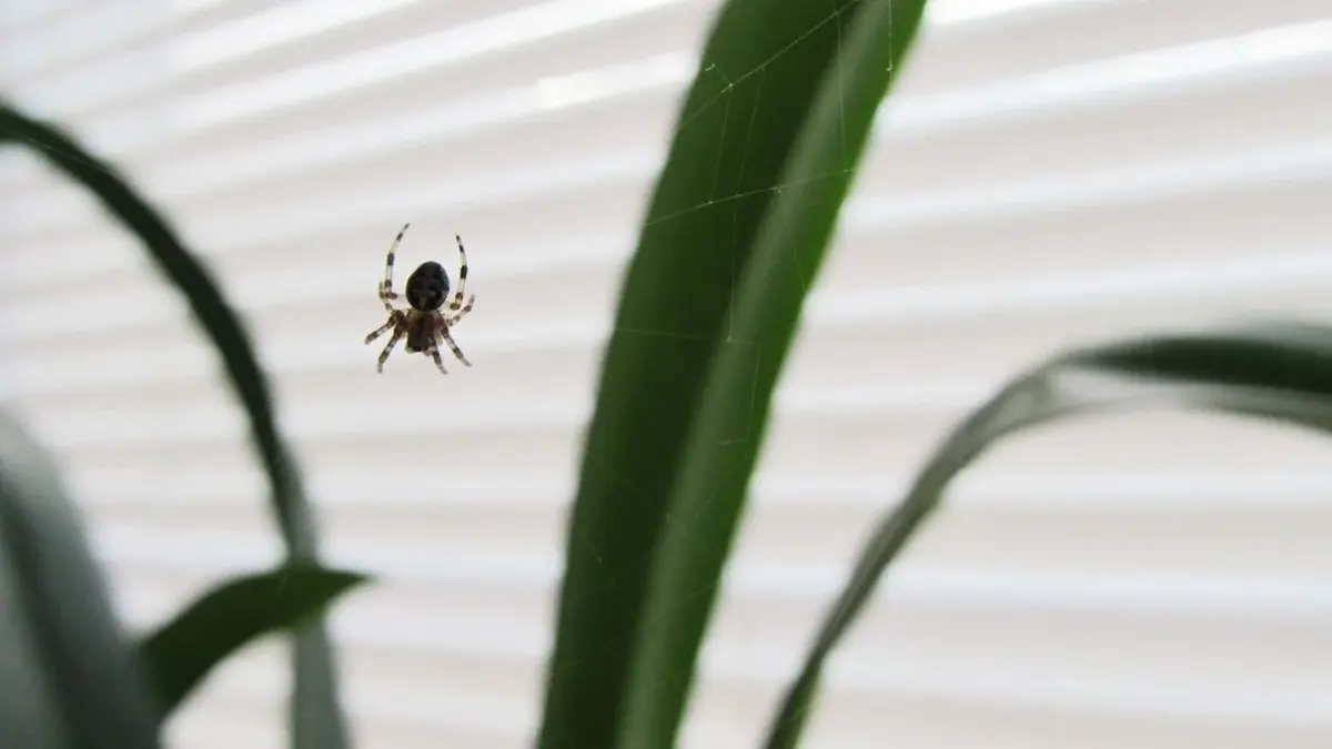 mały pajączek wisi w powietrzu na tle okna z żaluzjami