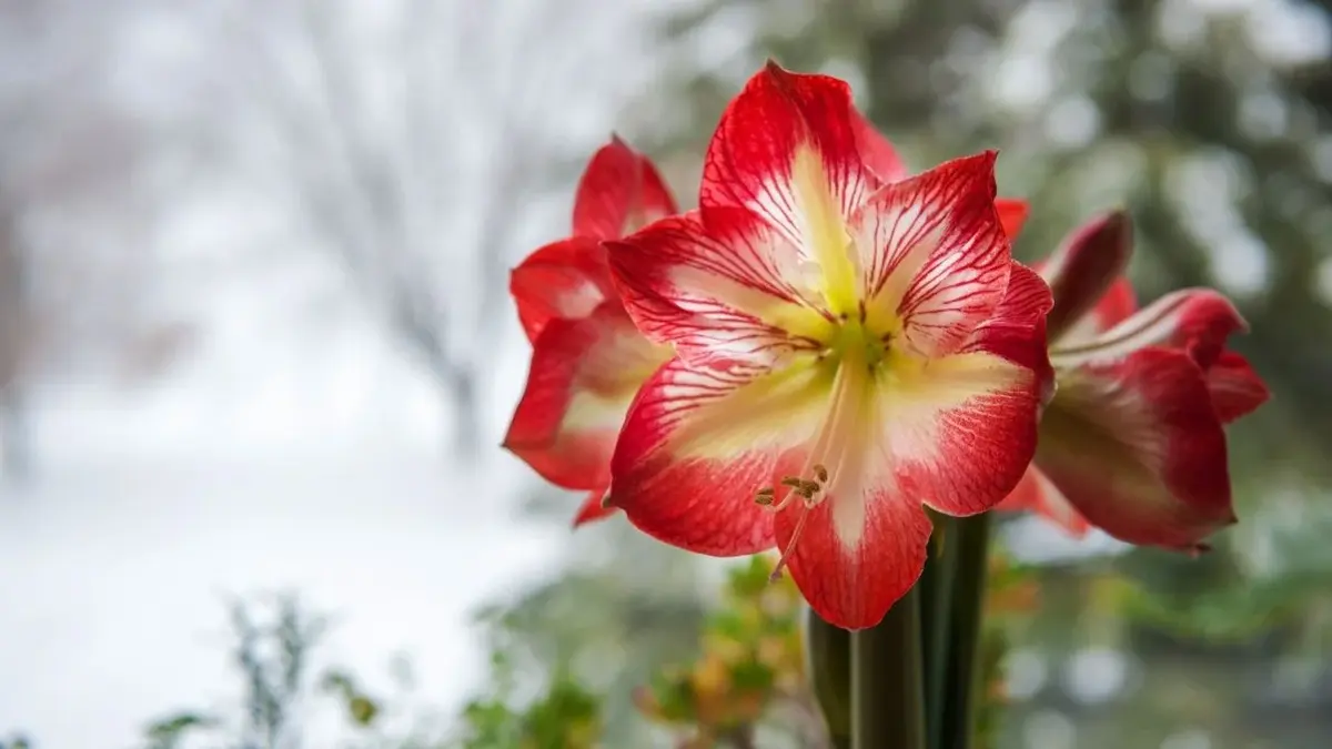 amarylis z czerwonymi kwiatami