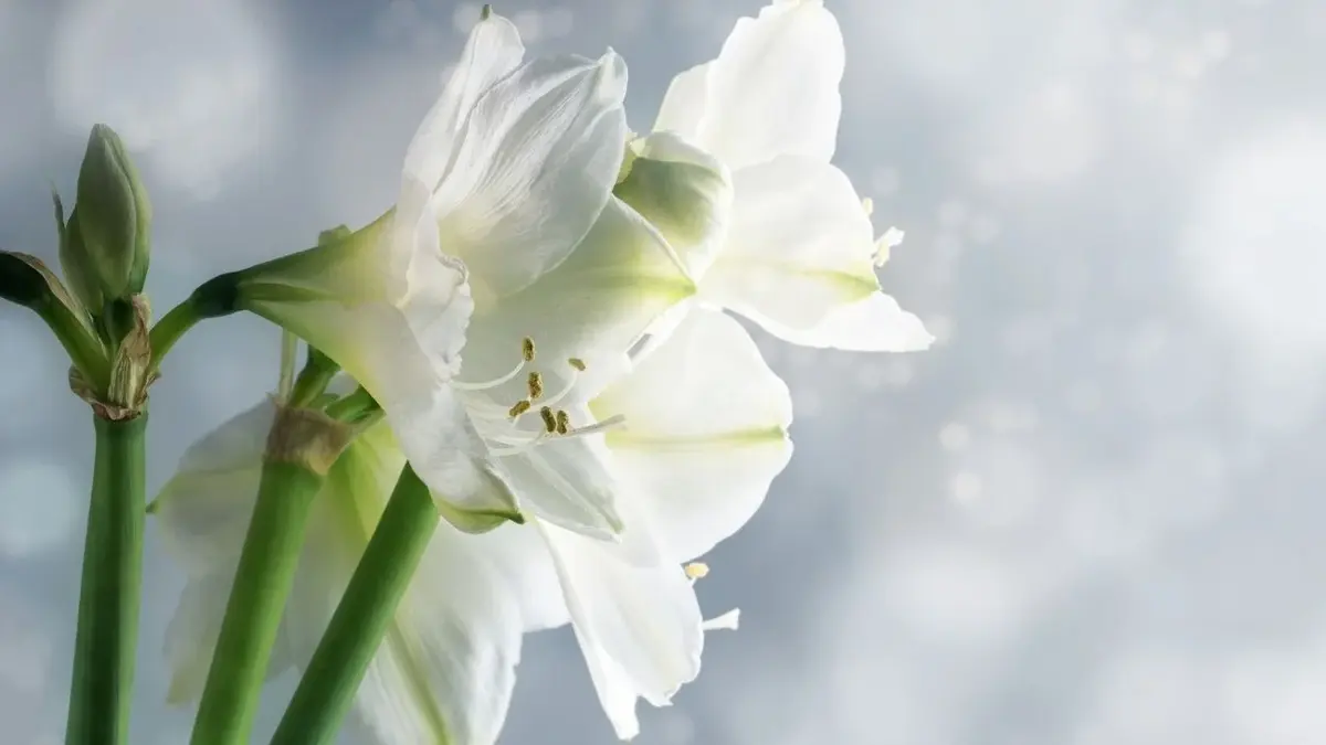 białe kwiaty amarylisa