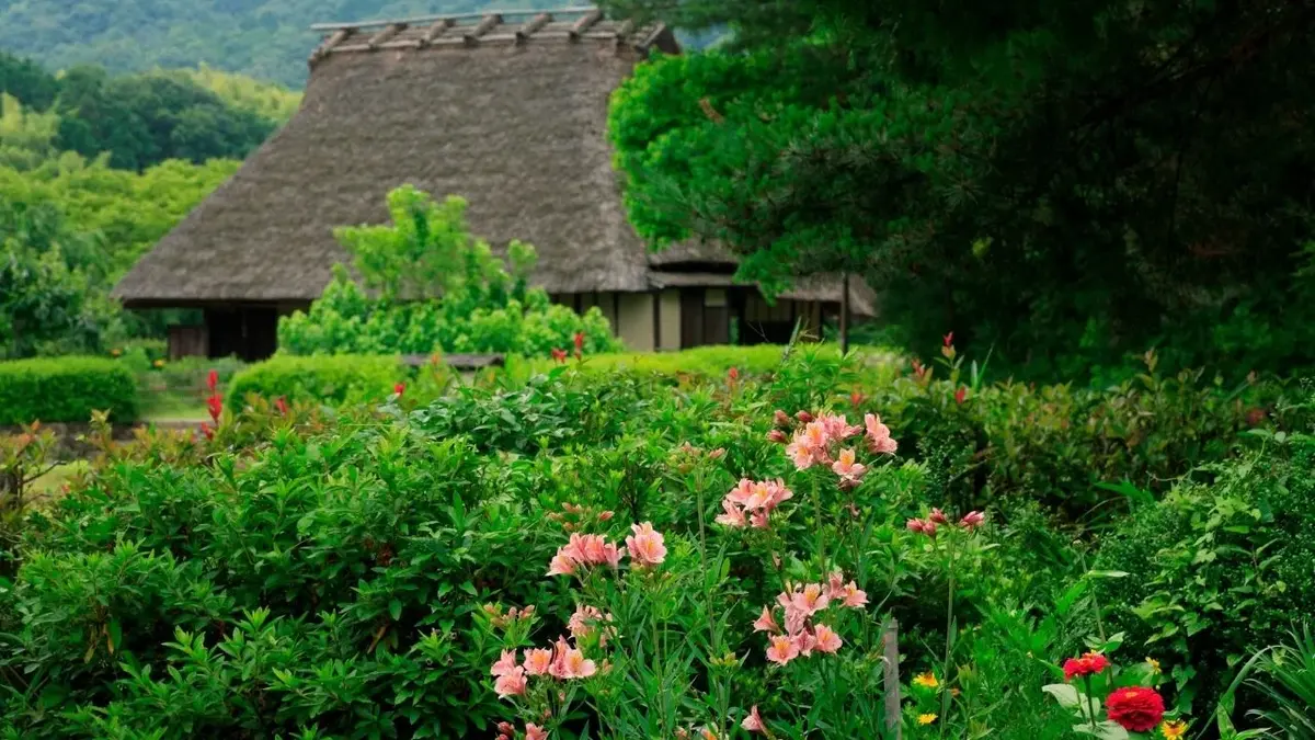 krzew azalii japońskiej kwitnący w ogrodzie
