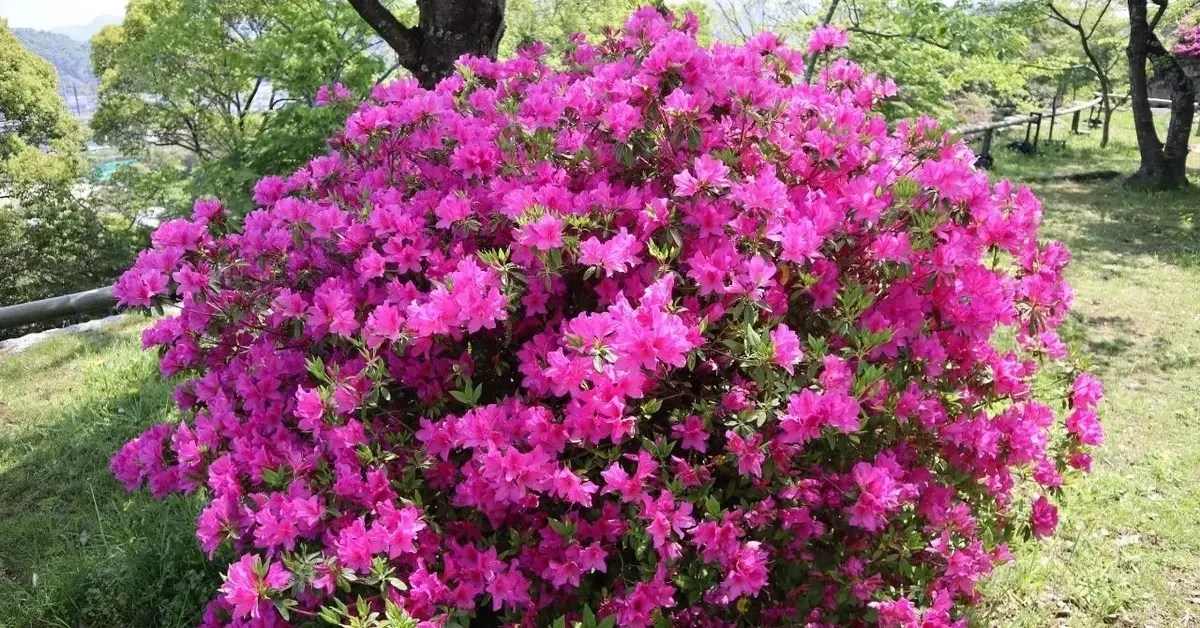 azalia z różowymi kwiatostanami