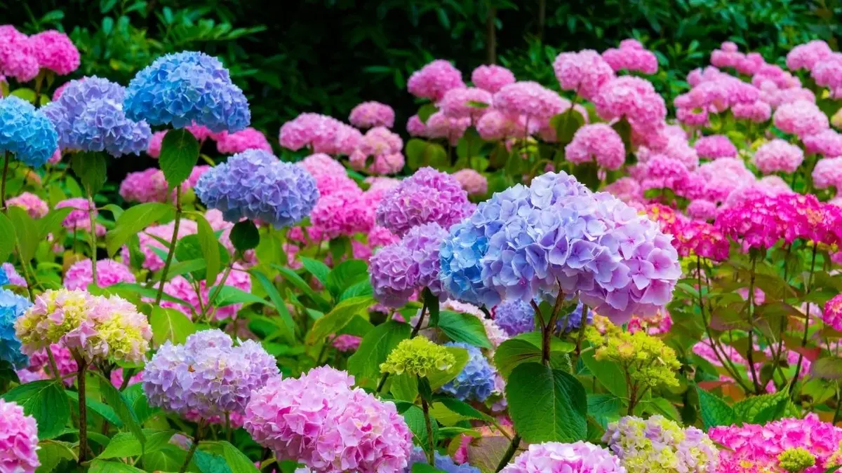 kolorowe kwiaty hortensji w ogrodzie