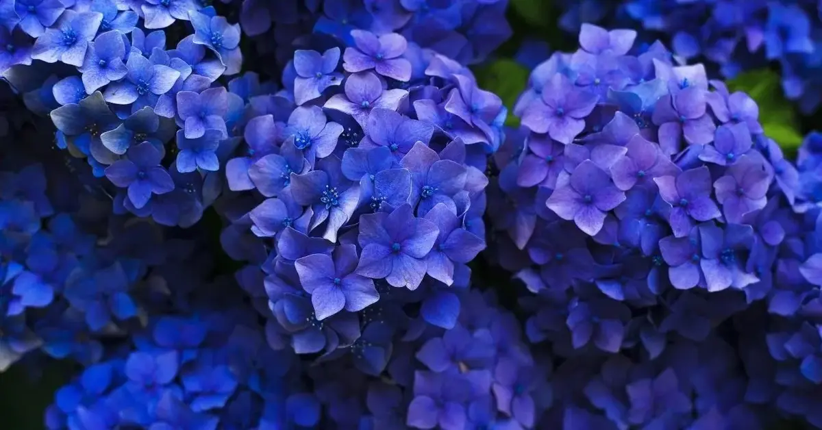 niebieskie kwiaty hortensji bukietowej z bliska