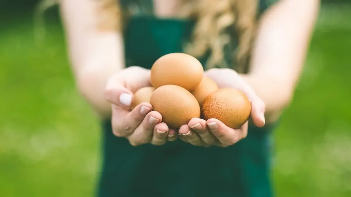 jajka przed ugotowaniem trzymane na dłoniach
