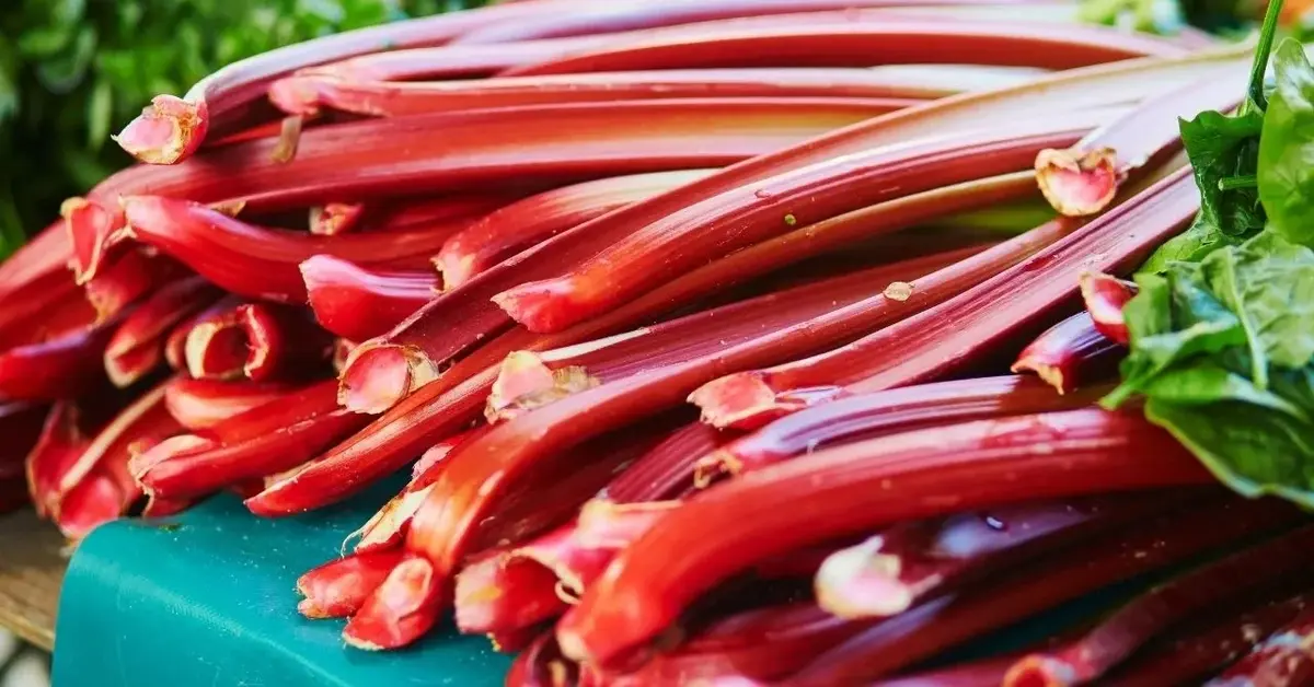 zbliżenie na rabarbar