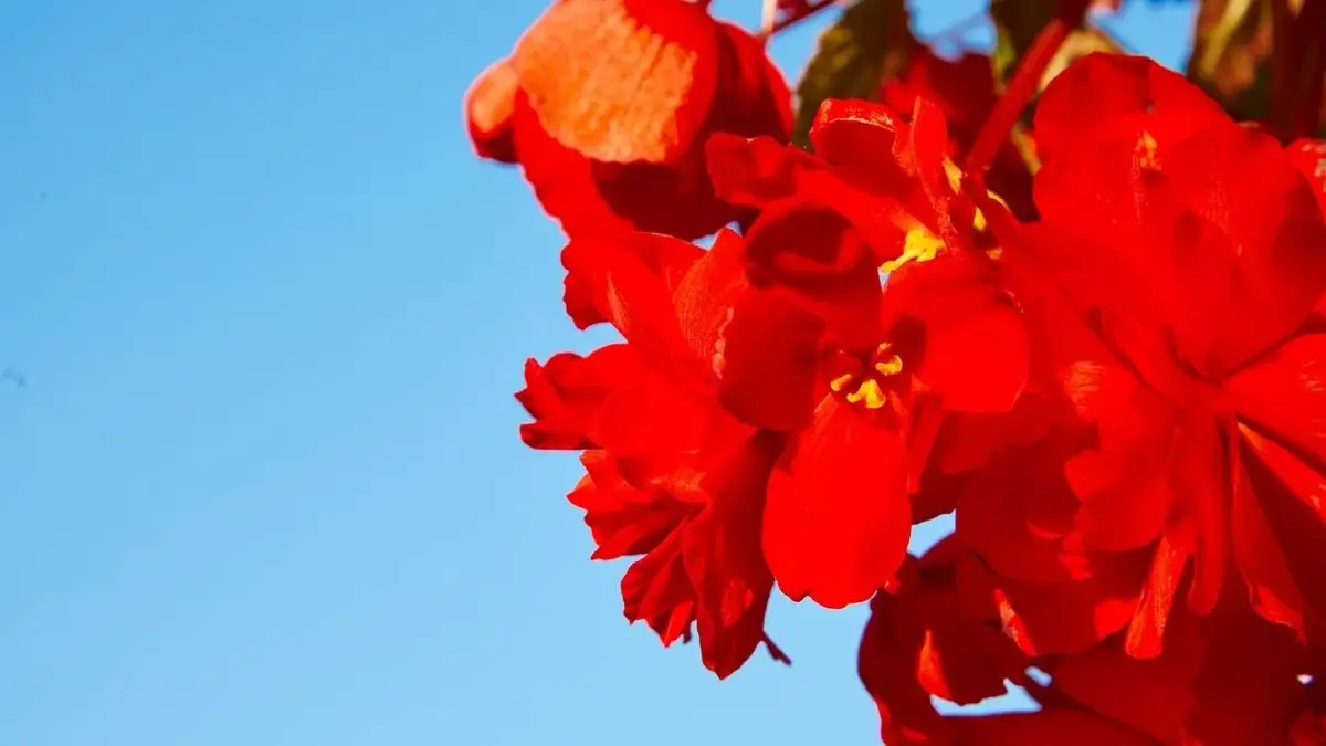 Główne zdjęcie - Begonia bulwiasta – uprawa, pielęgnacja, wymagania, podlewanie, odmiany begonii