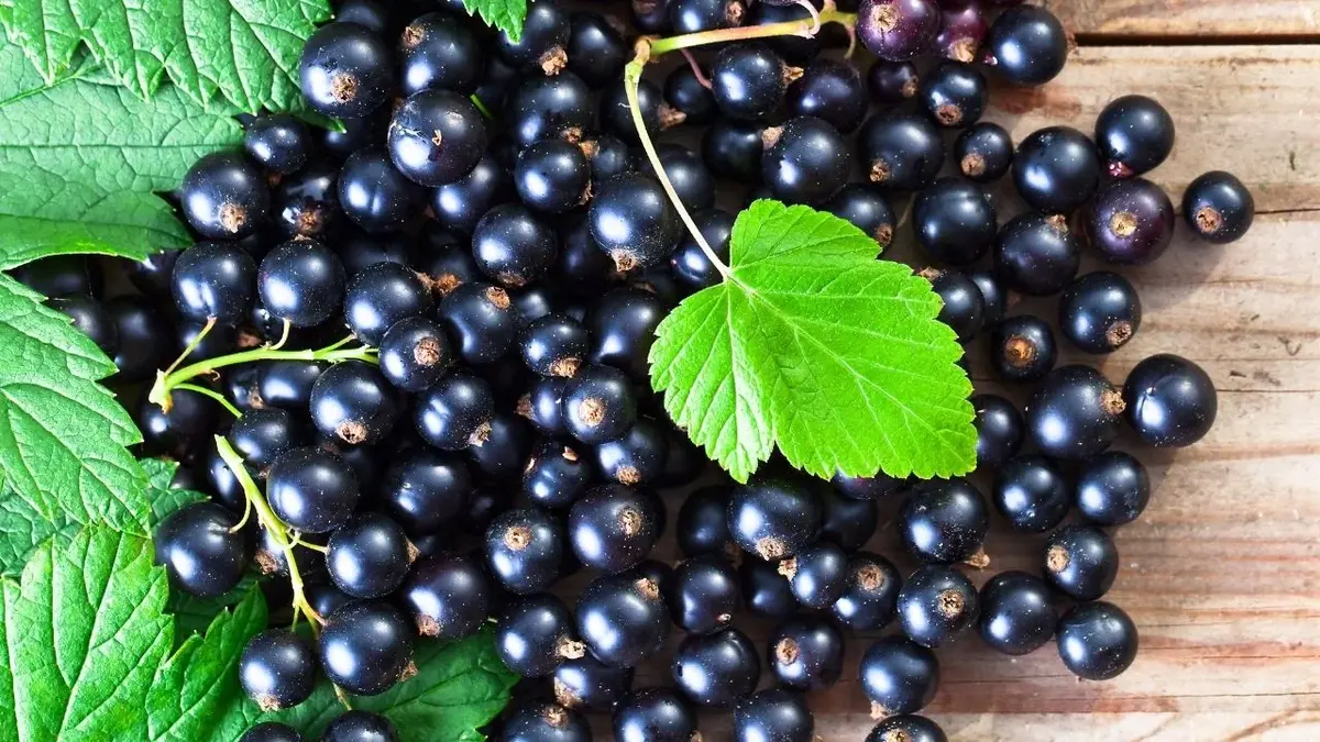 nalewka z czarnej porzeczki