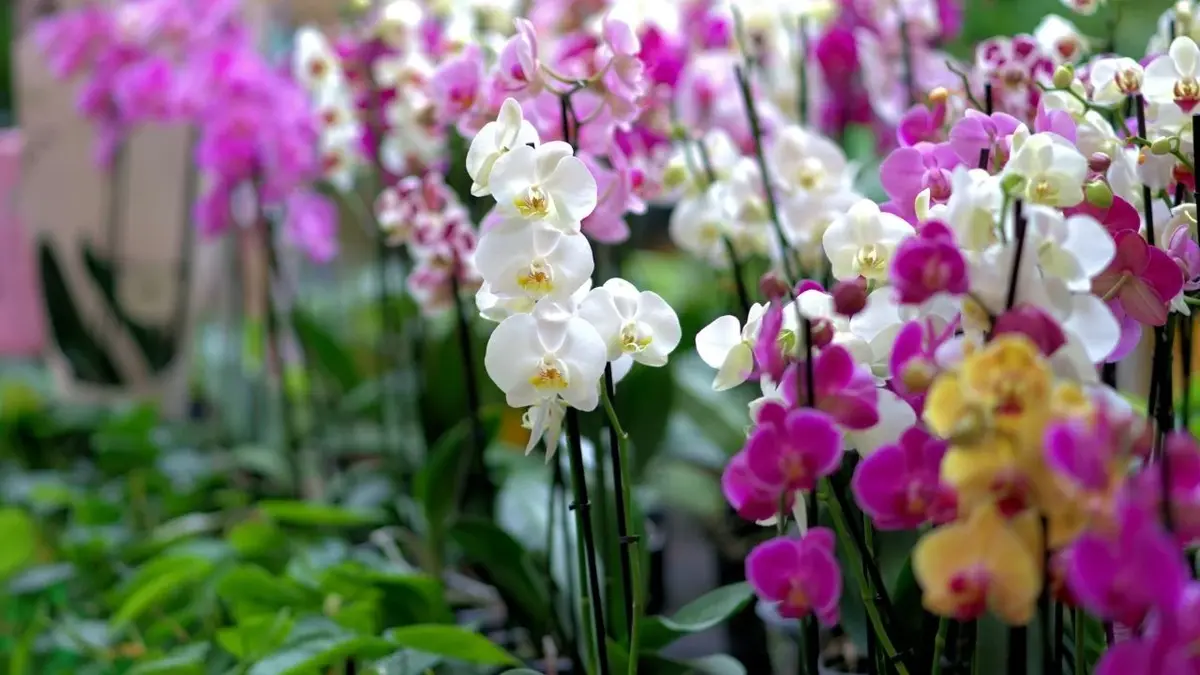 uprawa białych i fioletowych orchidei