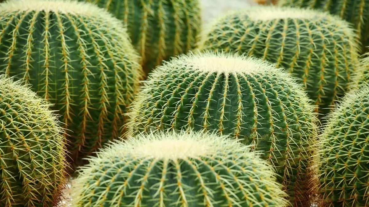 duże kaktusy w kształcie kul